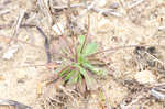 Spring draba